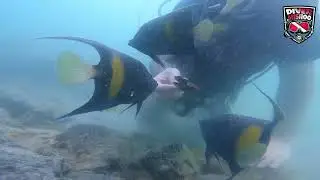 Open Water Diver Course | Scuba Diving in Jumierah Beach