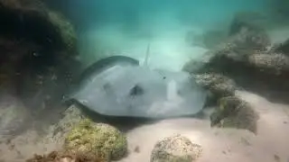 Clarkes Beach Dive Jan17th 2021