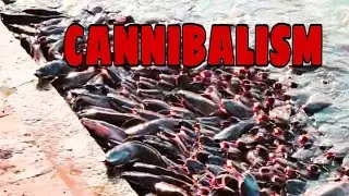 How to prevent cannibalism in catfish