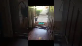O cachorrinho queria ter certeza 😳 #shorts