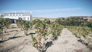 ATESS Powers Sustainable Winemaking at Sadie Family Wines