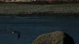 Kingston beaches wildlife, Puget Sound  HD
