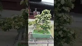 #bonsai flower#flower attraction