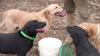 Father/Son Pheasant Hunting in South Dakota - 52 Birds!