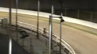 Greyhound 2026- 12.01.2026 Trial 5