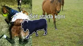 Kozel žije se zachráněným stádem koní