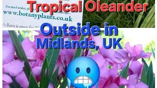 Grow Tropical Oleander outside in the Midlands, UK 🥶 🌴 (Minouche & Margaritha varieties)