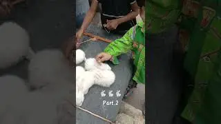 Baby rabbit so cute kidi .🐇🐇🐇😍😍part..2 #shorts #rabbit