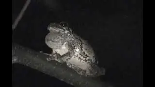 Gray Tree Frog mating call