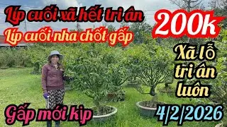 4/2/2026☎️0985815710 Lanh 👉 mai vàng giá rẻ chơi tết giảo rin gốc nhớt già mùa bình lợi tứ quý 