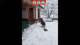 Snow Fall in Chitral. #snowfall #weather #winter #freeze #mountains #harshweather