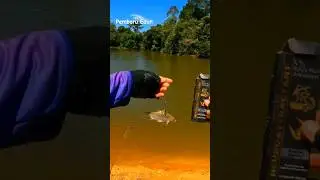 TAWES TERBANG TEHNIK PELAMPUNG #fishing #tawesumpantoman #mancingtoman