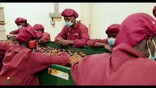 Tropical Mac EPZ -From Harvest to Excellence - Sustainable Macadamia Processing