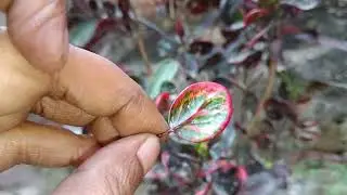 Same plant but different leaves /natural beauty #plant