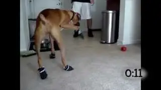 Dogs Who Don't Like Wearing Shoes