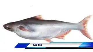 C&aacute; nước lợ