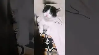 #Persian cross#cat #beautiful ❤️❤️❤️ #cat  #nathural #sound#@kittenLover-hw4zi