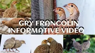 GREY FERENCOLINE BIRDS INFORMATIVE VIDEO (HIRANI TEETAR) #beauty #birds #animals