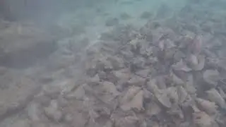 Nassau 2