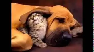 Cute Pet Photo Contest