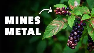 How A Native American Weed Mines Rare Metals