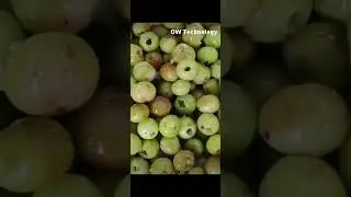 Olive removing seeds machine fruit removing seeds machine fruit process machine olive oil machine