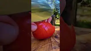 One Pot Chicken Chorizo in the Forest🔥 | Relaxing ASMR Cooking