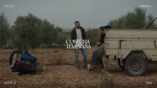 Cosecha Temprana 2025 | 4ta Edici&oacute;n OCRE - Aceite de Oliva Virgen Extra