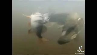 A CSUKA &Eacute;S A S&Uuml;G&Eacute;R KERINGŐJE - EGY KIS SZ&Iacute;NES HORG&Aacute;SZ N&Eacute;ZŐINKNEK - GLOBO PANORAMA - FISH DANCE