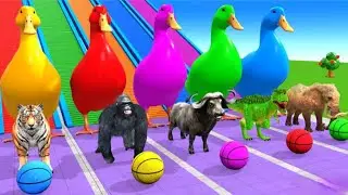 5D Colour Balls ManY Animals GO..Way || Game Show || Duck & Tiger Cow || Beffelow ||  junGel RunAway