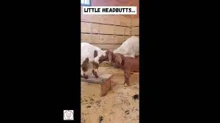 We have baby goat frolics, headbutts, & lots of cuteness at Little Buckets Farm Sanctuary #babygoats