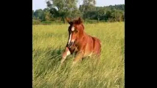 Elfenhof Quarter Horses 2012