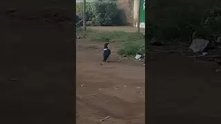 🦅Crow Cat Walking 🦅#birds #crow #catwalking