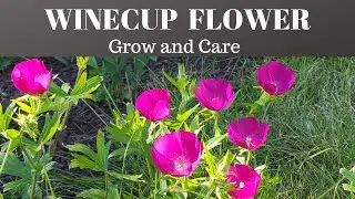 How to grow Winecups Flower - Callirhoe Involucrata