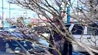 Stalking Jerry thur da Tree's