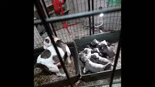 American pitbull Terrier puppies