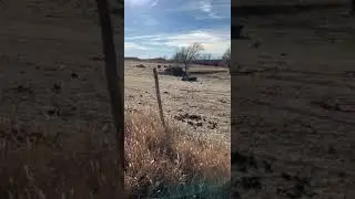 House-sitting (farm) in Oklahoma