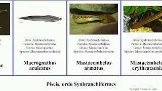 Piscis, ordo Synbranchiformes fish aculeatus armatus candidum Mastacembelus erythrotaenia You