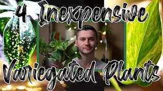 4 Inexpensive and Beautiful Variegated Plants