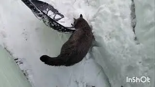 Вечерний влог 10 февраля 2026/Алтайский край