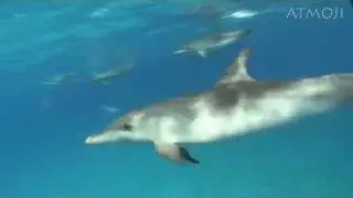 Wildquest Dolphin Encounters - Bimini - Bahamas