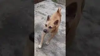 No Big Deal ! I Can Bark At Nothing