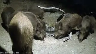 live streaming  animali Appennini umbro - marchigiano: ricci, cinghiali ,volpi istrici, lupo.