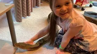 6-year-old girl is a fearless python handler