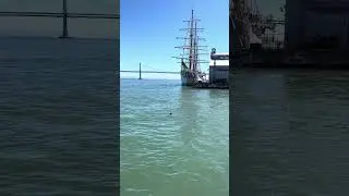 San Francisco Fleet week 2025 and a seal