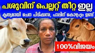 പെല്ലറ്റ് തീറ്റ ഇല്ലാത്ത പശു farm, പശു കൃത്യമായി ചെന പിടിക്കുന്നു, വിജയമ്മ ചേച്ചിക്ക് പശു ലാഭമാണ് 