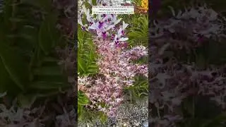 Buy Dendrobium orchid plants Online #orchids #dendrobium #plantcare #orchidcare #rosecare #flowers