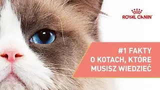 #1 Wszystkie FAKTY o kotach, które musisz znać || ROYAL CANIN