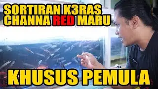 KUPAS TUNTAS MEMILIH BAHAN CHANNA RED MARU UNTUK PEMULA