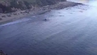 Male Elephant Seals fighting in water at Point Reyes National Seashore.